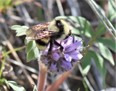 Bombus vandykei