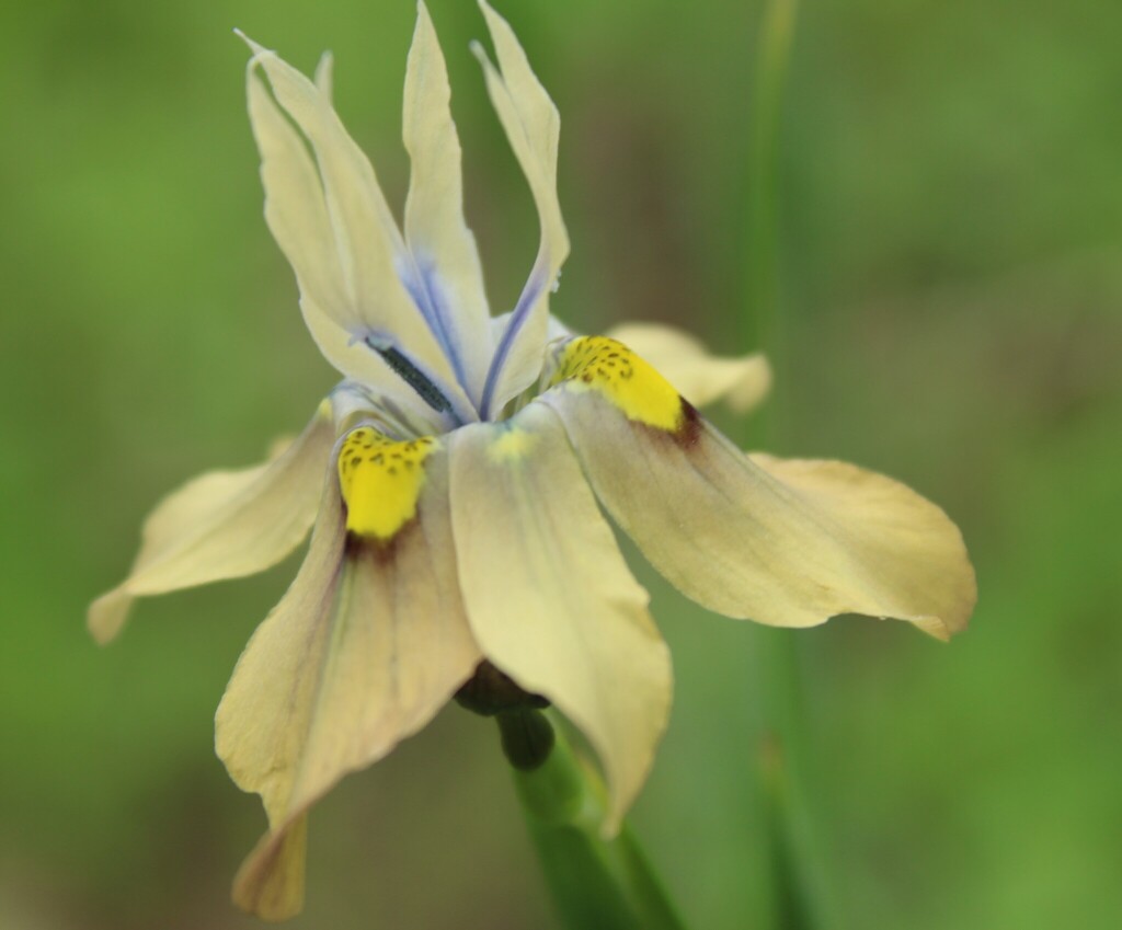 Moraea vegeta; photograph author not stated, no rights reserved
