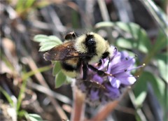 Bombus vandykei