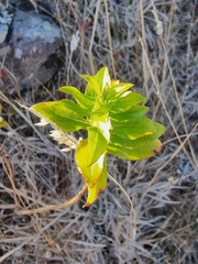 Hypericum glandulosum