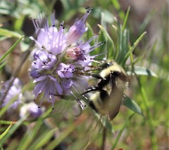 Bombus vandykei