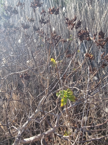 Hypericum glandulosum, photograph 2
