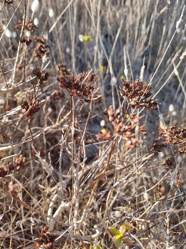 Hypericum glandulosum, photograph 3