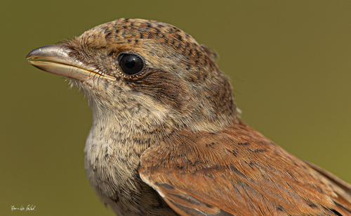 Red-backed Shrike