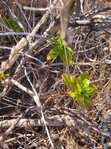 Hypericum glandulosum, photograph 4