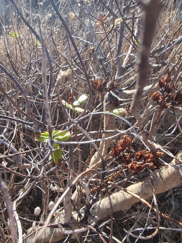 Hypericum glandulosum, photograph 5