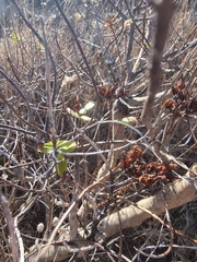 Hypericum glandulosum, photograph (c) Vítor Jorge, some rights reserved (CC BY)