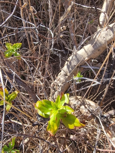 Hypericum glandulosum, photograph 6
