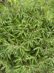 Paeonia