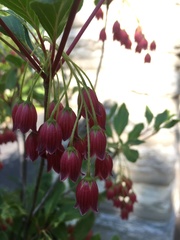 Enkianthus