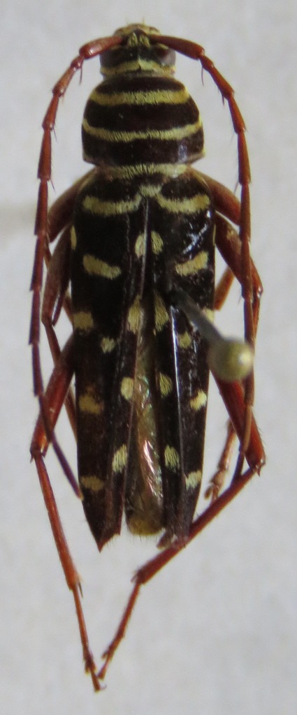 Placosternus guttatus