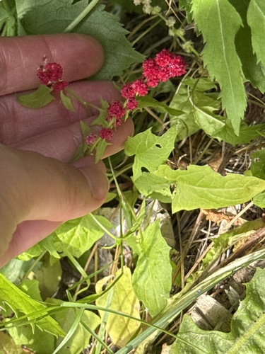 Beetberry