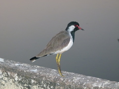 Red-Wattled Lapwing photo 5