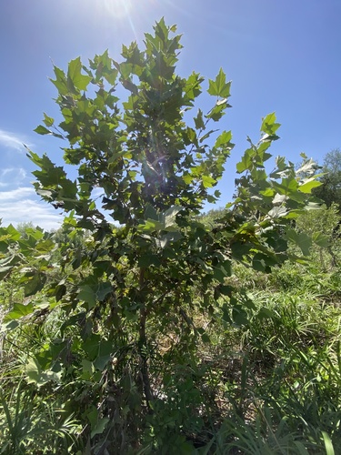 Platanus rzedowskii