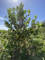 Platanus rzedowskii