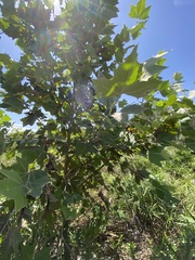 Platanus rzedowskii, photograph (c) lizlombriz, some rights reserved (CC BY)