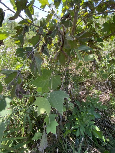 Platanus rzedowskii, photograph 3