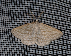 Perconia strigillaria