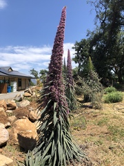 Echium pininana