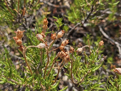 Cistus clusii, photograph 1