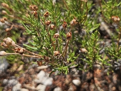 Cistus clusii, photograph (c) Marc Riera, some rights reserved (CC BY)