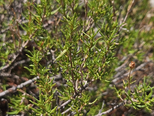 Cistus clusii, photograph 3