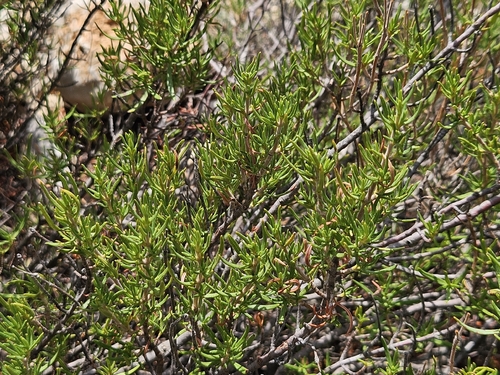 Cistus clusii, photograph 4