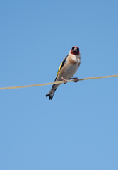 Carduelis carduelis