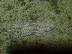 Hypomecis punctinalis