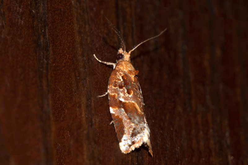 Argyrotaenia felisana