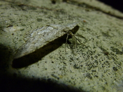 Hypomecis punctinalis