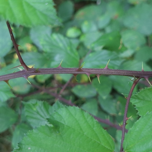Rubus bifrons, photograph 4
