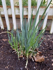 Narcissus
