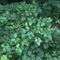 Rubus bifrons, photograph author not stated, no rights reserved