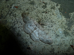 Hypomecis punctinalis