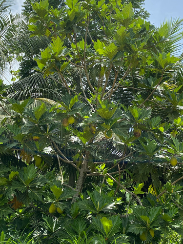 Breadfruit