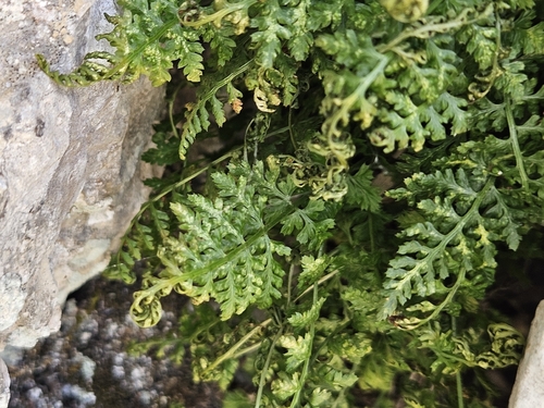Asplenium fontanum, photograph 6