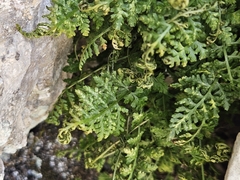 Asplenium fontanum, photograph (c) Marc Riera, some rights reserved (CC BY)