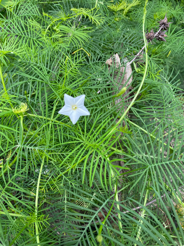 Cypress Vine