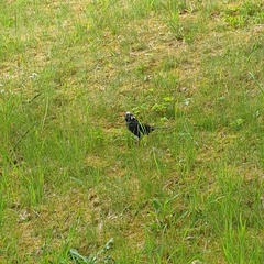 Turdus merula