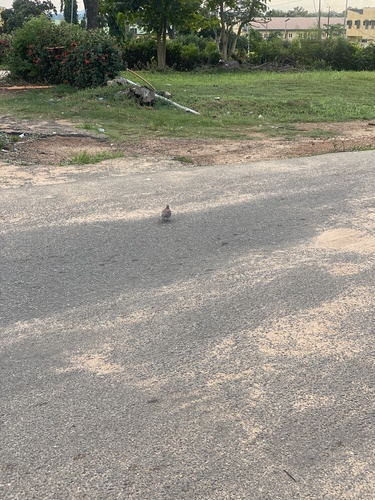 Laughing Dove