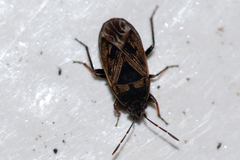 Trapezonotus arenarius