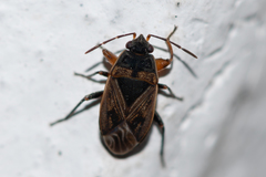 Trapezonotus arenarius