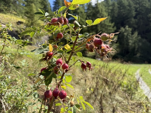 Rosa villosa, photograph 3