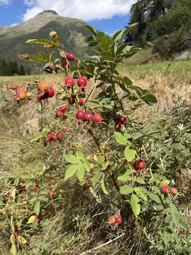 Rosa villosa, photograph 4