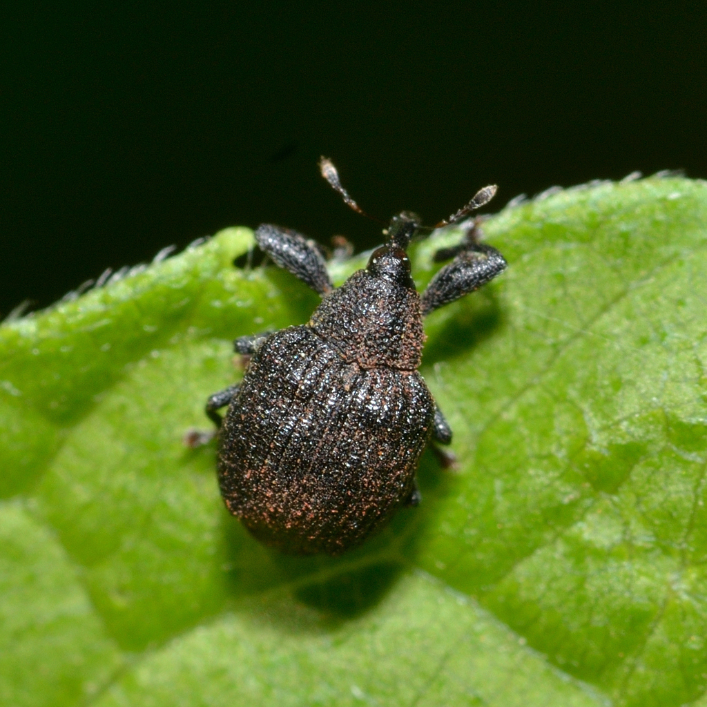 Yellow Poplar Weevil