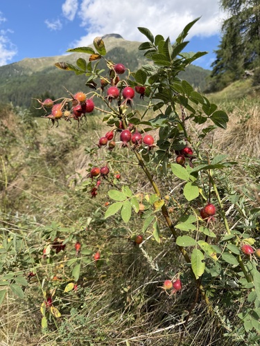 Rosa villosa, photograph 5