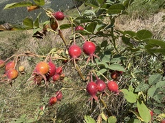 Rosa villosa, photograph (c) Katrin Simon, some rights reserved (CC BY)