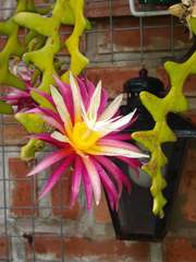 Selenicereus anthonyanus