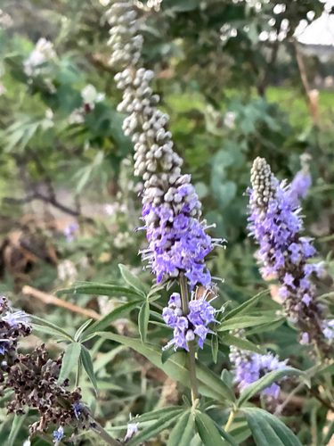 Lilac chaste tree